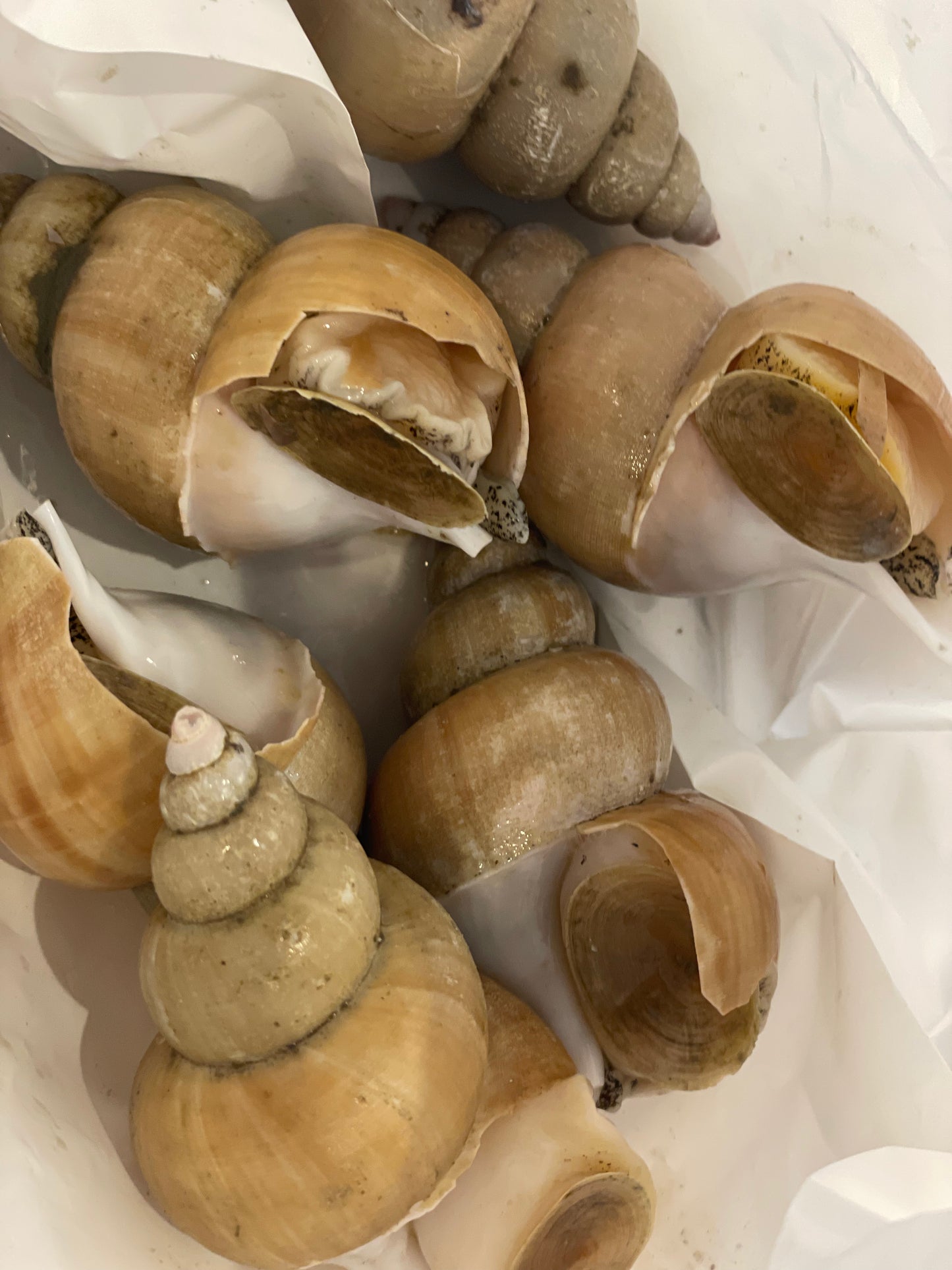 Beyond-Tour: Foodie Walk at Tsukiji Old Market (Max 3people)